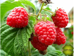 МАЛИНА "Скромница" (СРЕДНЕСПЕЛАЯ,  не расползается, вкусная)