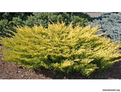 Можжевельник горизонтальный Лаймглоу - Lime Glow