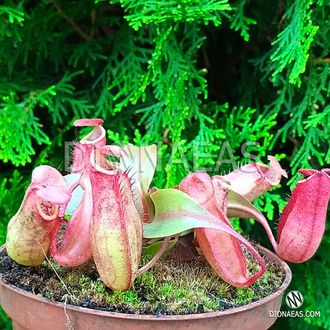 Nepenthes Hybrid - Непентес гибридный