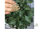 Hoya Incurvula ( Hoya Brevialata)