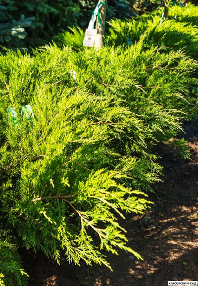 Можжевельник средний Минт Джулеп