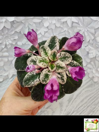 СК-Пангея (А.Кузнецов) 2014 г.