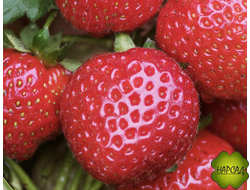 КЛУБНИКА "ЭВИ-2" (ремонтантная, сладкая и душистая, усов почти нет)