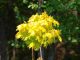 Клeн остролистный Globosa Aurea