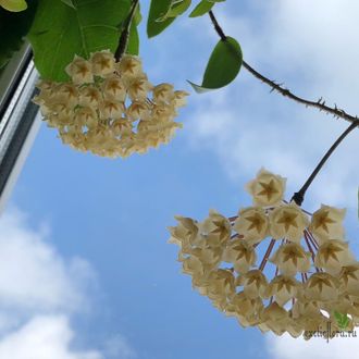 Hoya Blashernaezii