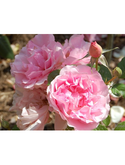 Коте Жардинс (Cote Jardins)