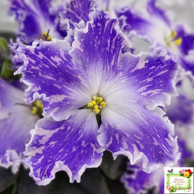 НД-Кристалл Сваровски (Н. Данилова-Суворова) 2019 г. (лист укоренённый)