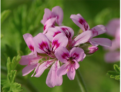 Герань (Pelargonium graveolens), цветки (5 мл) - 100% натуральное эфирное масло