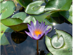 Нимфея Мурасаки Сикибу