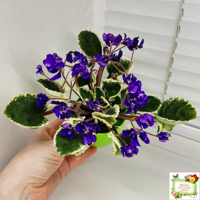 DS-Brian (Dimetris) 2014 г. (пестролистная бастл-листва)