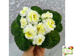 ЛЕ-Золото Нибелунгов Голд  (Е. Лебецкая) 2020 г.