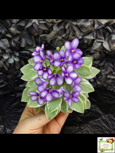 Rob's Lucky Penny (R.Robinson) (05/31/1997) листовая химера (пасынок сорт укоренённый)