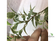 Ficus Benjamina Nicole / фикус Бенджамина Николь