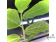 Ficus Coronata / фикус Короната