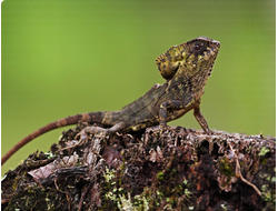 Corytophanes hernandezii