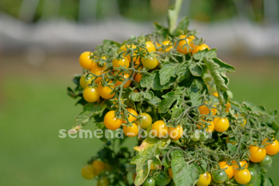 Hahms Gelbe topftomate (Желтый горшечный томат Хамса), 10 шт