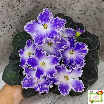 НД-Кристалл Сваровски (Н. Данилова-Суворова) 2019 г. (лист укоренённый)