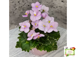 Morgan's Ivy League (C.Eros) (детка)