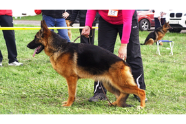 23.04.2016 г. выставка в Белгороде
1 место в классе юниоров, ЮСС судья Клюева Э. 