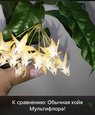 Hoya Multiflora ‘orange flowers’