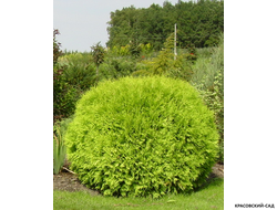 Туя Смарагд вдоль забора - Красовский-Сад.рф