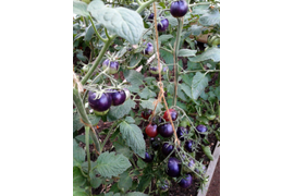 Шоколадный подарок , 21 июля