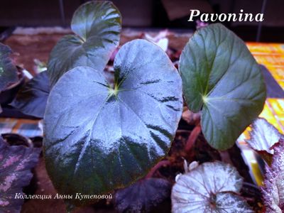 Бегония Pavonina
