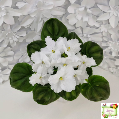 OS-Джунгарик (С.Осипова) (клакамас с кроновой пестролистностью)