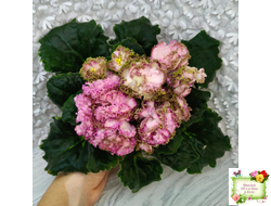 ЛЕ-Медуница (Е. Лебецкая) 2020 г.