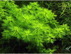 Хоттония инфлата (горшок)