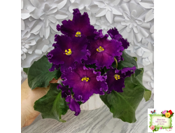 NiK-Аристократ (Н. Булко)