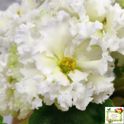 АВ-Легенда о Золотой Луне (Фиалковод) 2023 г. (лист с деткой укоренённый)