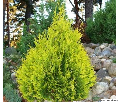 Туя Санкист - Sunkist