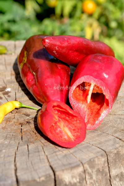 Перец сладкий Najerano Pepper (Нажеранский), 10 шт