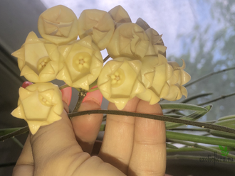 Hoya Inflata