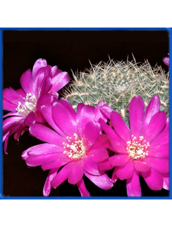 Sulcorebutia purpurea f. MR 152