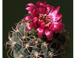 Gymnocalycium carminanthum  BO130 - 5 семян