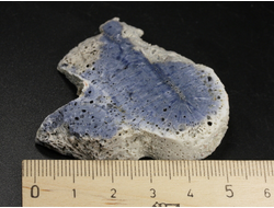 Коралл голубой Акори, Австралия (50*48*11 мм, 27 г) №37705