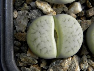 Lithops pseudotruncatella ssp.archerae С306