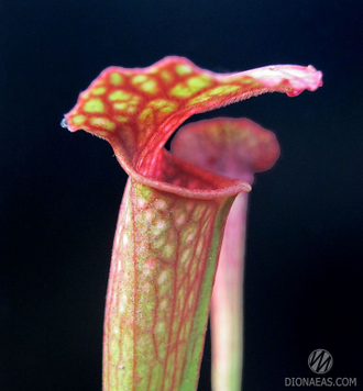 Семена SARRACENIA HYBRID 1