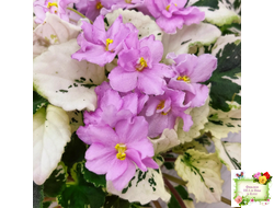 Cherokee Trail (L. Ray) трейлер (пасынок сорт посажен 06.10.25)