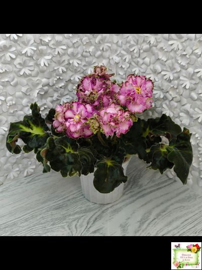 ЛЕ-Пряная Корица (Е. Лебецкая) 2020 г.