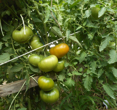 Томат Малахитовая шкатулка