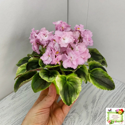 РС-Утренний Пляж (С. Репкина) 2020 г. (клакамас с кроновой пестролистностью)