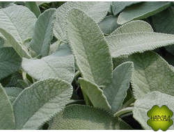 ШАЛФЕЙ ЛЕКАРСТВЕННЫЙ АРОМАТНЫЙ "БРИЗ"