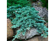 Можжевельник горизонтальный Айси Блю (Juniperus horizontalis Icee Blue), 2,0 л