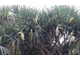 Кевда, Кевра, Панданус ароматнейший (Pandanus odoratissimus) 1 г - 100% натуральное эфирное масло