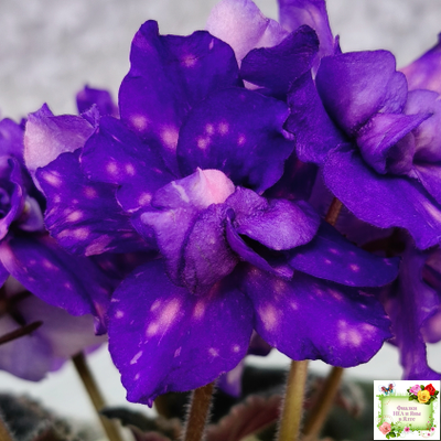 РС-Астролог (С. Репкина) 2020 г.