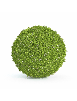 стриженые Бакопа раскидистая Bacopa diffusa 3