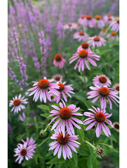 МНОГОЛЕТНИЕ ЦВЕТЫ